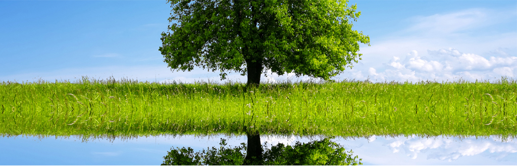 Tree Reflection